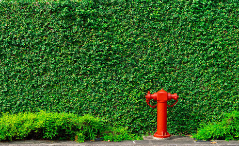 城市混凝土地板上常春藤墙绿叶纹理背景的消防安全泵消防系统的雨淋系统管道防火高图片