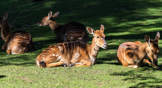 印度黑羚羊羚羊cervicapra或印度羚羊黑羚栖息在草地平原和略带森林的地区速度快的动物图片