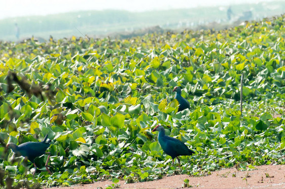 一只大小为鸡的红嘴鸟在湖野收集食物图片