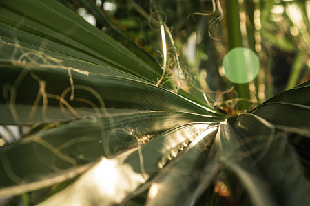 棕榈叶在太阳落日的光线下的纹理小有选图片