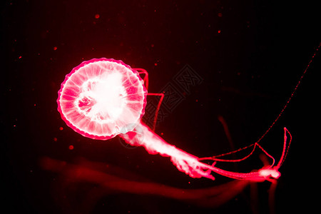 荧光水母在水族馆池中游泳透明水母下拍摄与发光的水母水图片