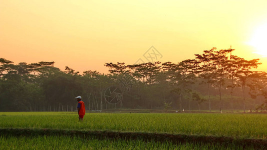 稻田日出之美爪哇岛上行人的鲜绿图片