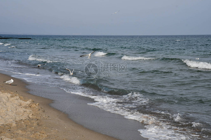 乌克兰敖德萨黑海滩的海岸线湿沙上的白海鸥和几只鸟在海浪上飞行波浪与白色泡沫海洋背景图片