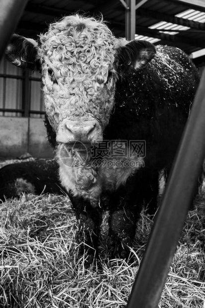 一头赫里福德奶牛在谷仓的喂养沟中图片