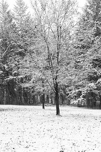 前景中有一棵树的雪景黑白拍摄图片