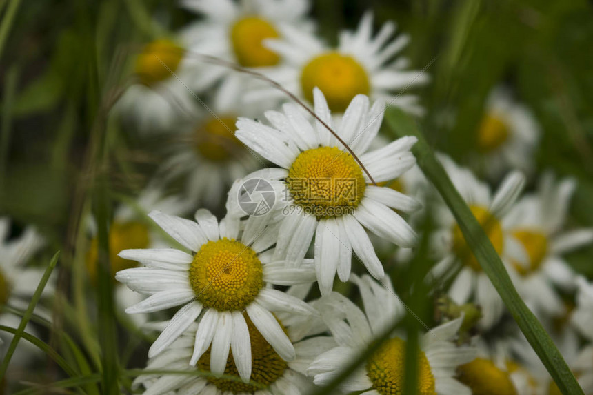 白菊花在草原上盛开图片
