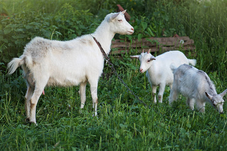 山羊在一片绿色的草地上放牧山羊和山羊孩子反对绿草背景的山羊图片