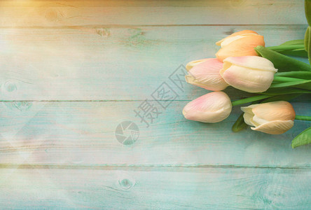 春天的粉红色郁金香花在彩色木制背景上图片