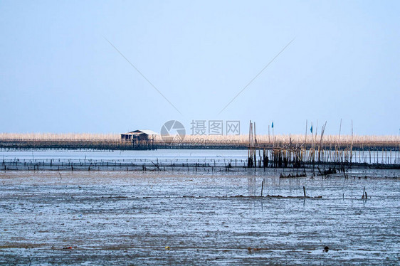 红树林沿岸的海中贻贝养殖场图片