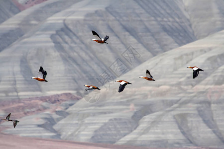 风景自然摄影多彩地质构造鸟类图片