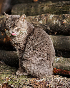 伸出舌头的猫农场里的猫在舔他的脸图片