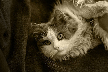 感兴趣的猫在家休息灰色毛茸的猫复古风格色调可爱的猫在家里美丽的图片