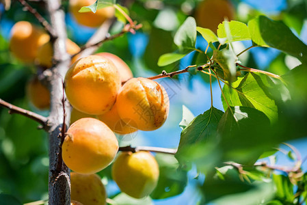 树上生长的新鲜有机杏子图片