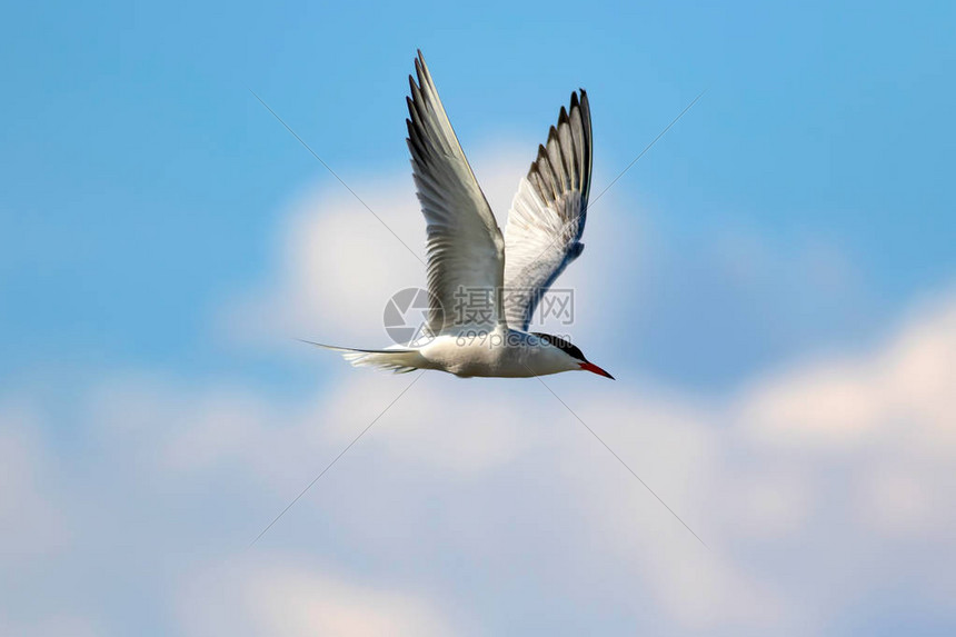 飞鸟体育独家报道国际田径大奖赛中国选手破纪录夺冠全程