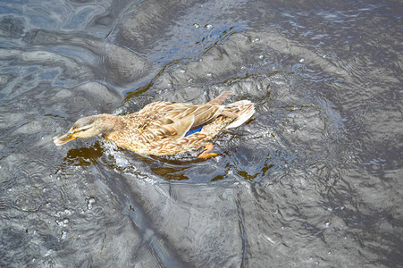 一只美丽的水生野鸭图片