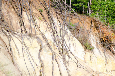 针叶松的根悬挂在粘土悬崖上图片