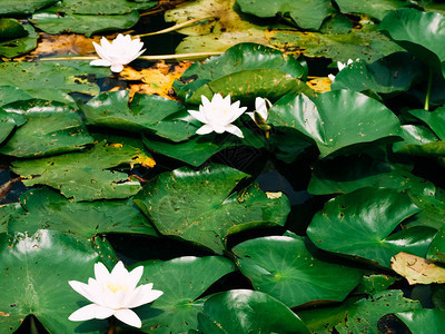 莲花或水百合白花图片