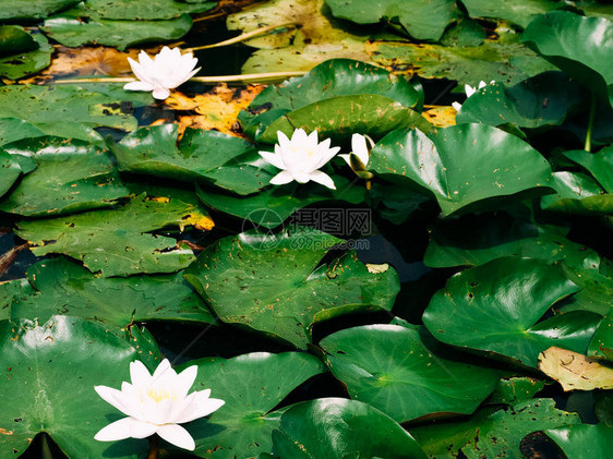 莲花或水百合白花图片