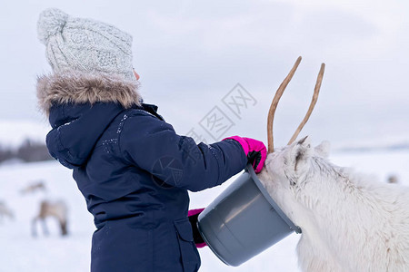 女孩和鹿在挪威北部特罗姆索地区冬季喂养驯鹿的温暖寒冬夹背景