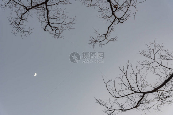 从下面查看干树枝的剪影与夜灰色的天空和半月在背景上在夜间的图片