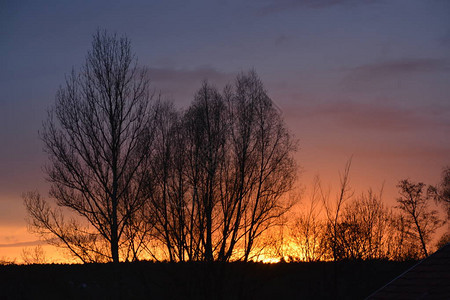 色彩斑斓的夕阳中树木的剪影图片