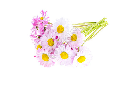 五颜六色的小束嫩雏菊工作室照片图片