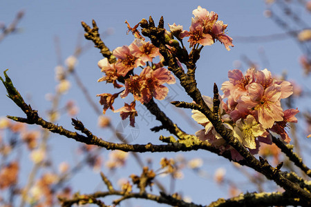 春天的树有粉红色的樱桃花朵细节背景图片