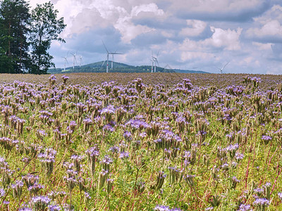 野外女手中紫色塔西花的详情背景风力涡轮发电机鲜花绿图片