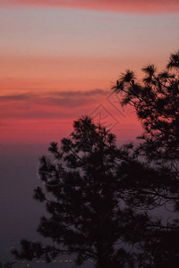 松树和日出光的剪影图片