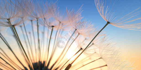 夕阳下的蒲公英傍晚心情图片