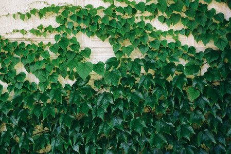 常春藤螺旋普通常春藤英国常春藤白石屋墙上的欧洲常春藤常绿叶水平库存照片植物学图片