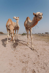三只骆驼站在迪拜阳光下沙漠的沙漠里图片