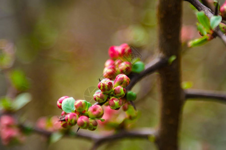 春花朵的散花和绿色叶子美丽的背景与图片