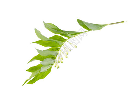 玉竹枝条开白花绿叶工作室图片