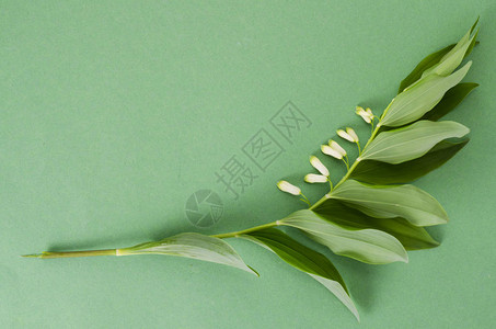 玉竹枝条开白花绿叶工作室照片图片