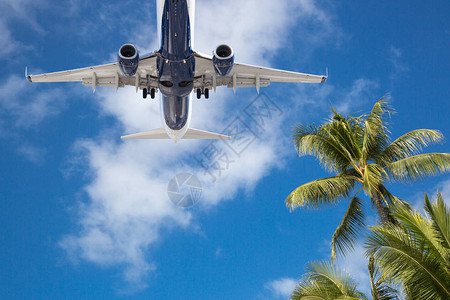 固定翼客机飞越热带棕榈树的底视图背景