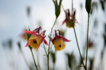 蓝色模糊背景的花朵aquilegiafor图片