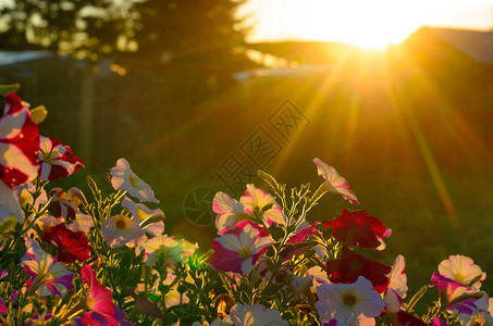 日落时明亮的太阳黄光照耀着夏天在雅库提亚北部村庄地区花朵多彩的鲜花图片