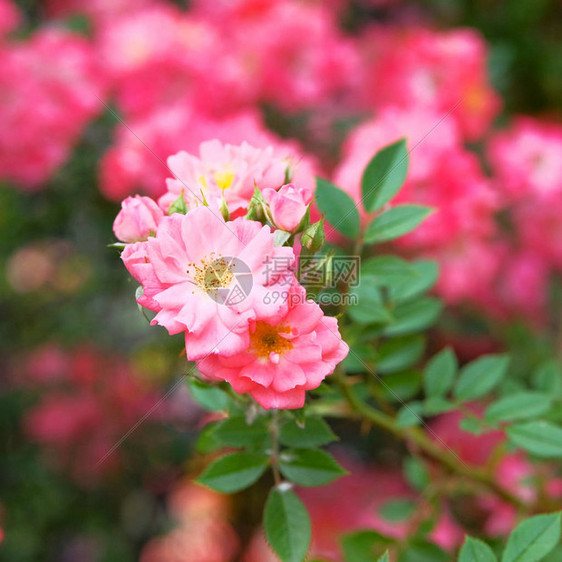 粉红色盛开的芳香玫瑰花丛阳光夏图片