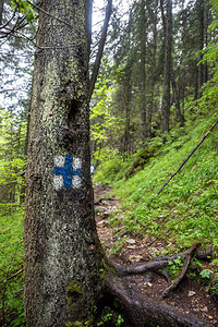 旅游标志显示穿过喀尔巴阡山脉树林的路线背景图片