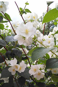 茉莉花丛盛开绿叶上开着白花图片