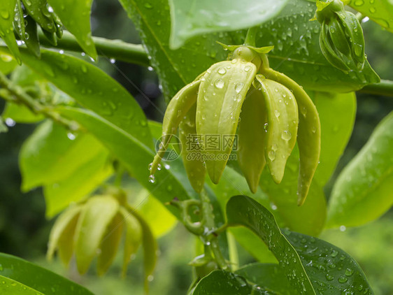 雨季树上紧贴的香鲜花图片