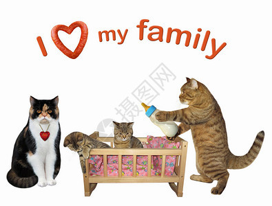 有小猫的木制摇篮在他们的猫父母之间我爱的家庭白种背背景图片