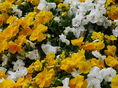 混凝土走道旁黄色和白色花朵的特写图片