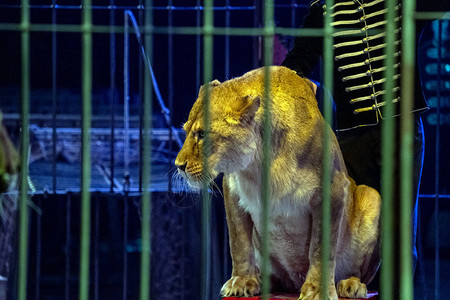 马戏团狮子在笼子里表图片
