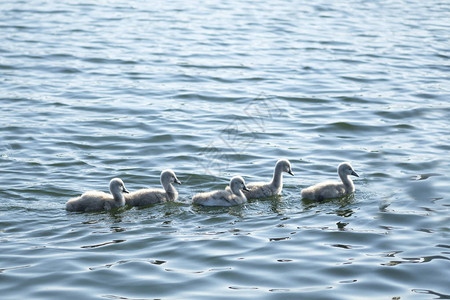 小天鹅在蓝色的湖水中游泳天鹅家族兄弟姐妹图片