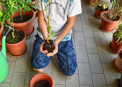 一名年轻的高加索男孩正在准备种植一个蓝莓植物图片