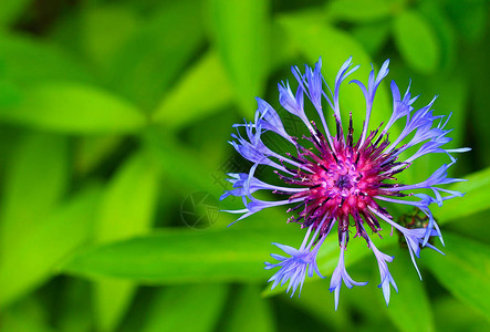 学士按钮蓝瓶矢车菊花园矢车菊在带有复制空间的散焦绿色背景上隔离的紫花苜蓿浅景深选择图片