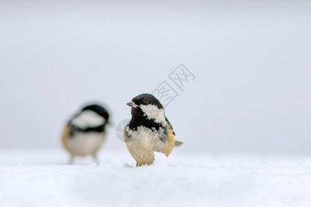 可爱的鸟白雪背景鸟类图片