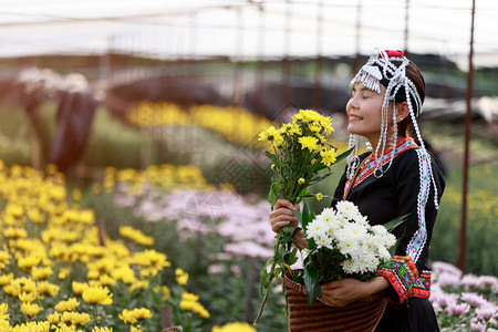 亚裔当地妇女或赫蒙人收集黄白菊花图片